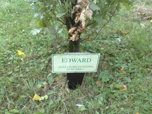 Dąb Edward 2