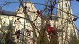 Marcowy poranek w Różanymstoku: bazylika przez krzew dzikiej róży widziana