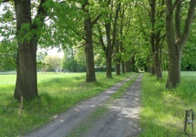 Szpaler drzew przy drodze do domu Chełmońskiego