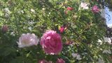 widok przez ogrodowe róże na bazylikę