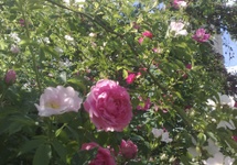 widok przez ogrodowe róże na bazylikę