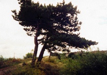 Czarne sosny - nieodłączny ornament pejzażu Półwyspu Helskiego - autor zdjęcia nieznany