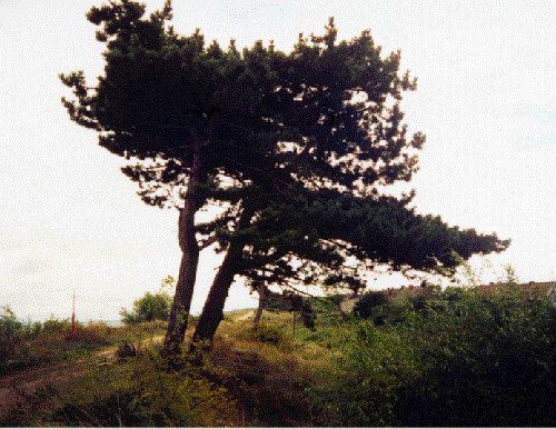 Czarne sosny - nieodłączny ornament pejzażu Półwyspu Helskiego - autor zdjęcia nieznany