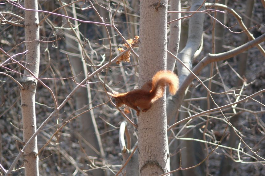 i na koniec wiosenna wiewiórka.