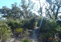 Ścieżka. Las i prerie Ocala, Floryda północna.