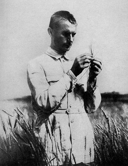 Lysenko in field studying wheat