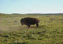 bizon w kąpieli 1. Ziem bez ziemi