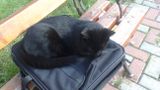 Na ławeczce przed Bursą: kot - informatyk