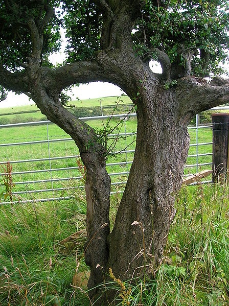 Husband and wife trees - Blackthorn.JPG, źródło: Wikimedia commons