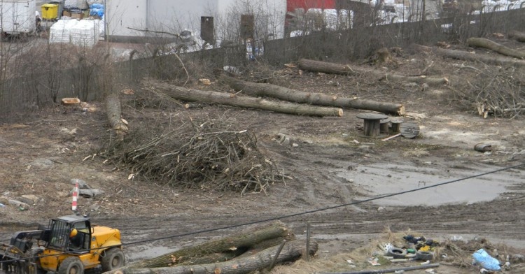 Wycinki drzew w wielu miastach nabrały tempa.