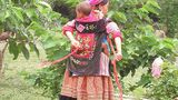 Kolorowa Hmong z dzieckiem na plecach