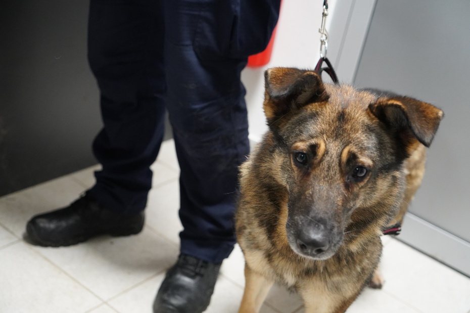 Mombaj, pies, którego przygarnęli strażnicy miejscy, fot. Straż Miejska Miasta Krakowa