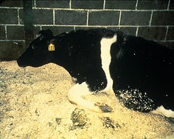 APIS krowa chora na BSE - Wikipedia gNU