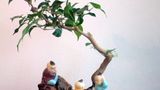 05-Bonsai z figurkami rozgrywki Go