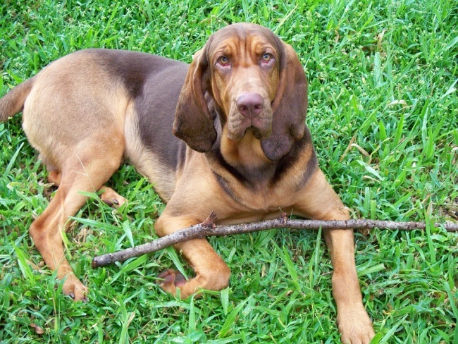 Klasyczny bloodhound - tropiciel i poczciwina.