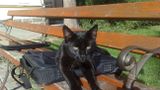 Na ławeczce przed Bursą: kot - informatyk, en face :-)