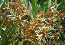 Nigeryjska Orchidea