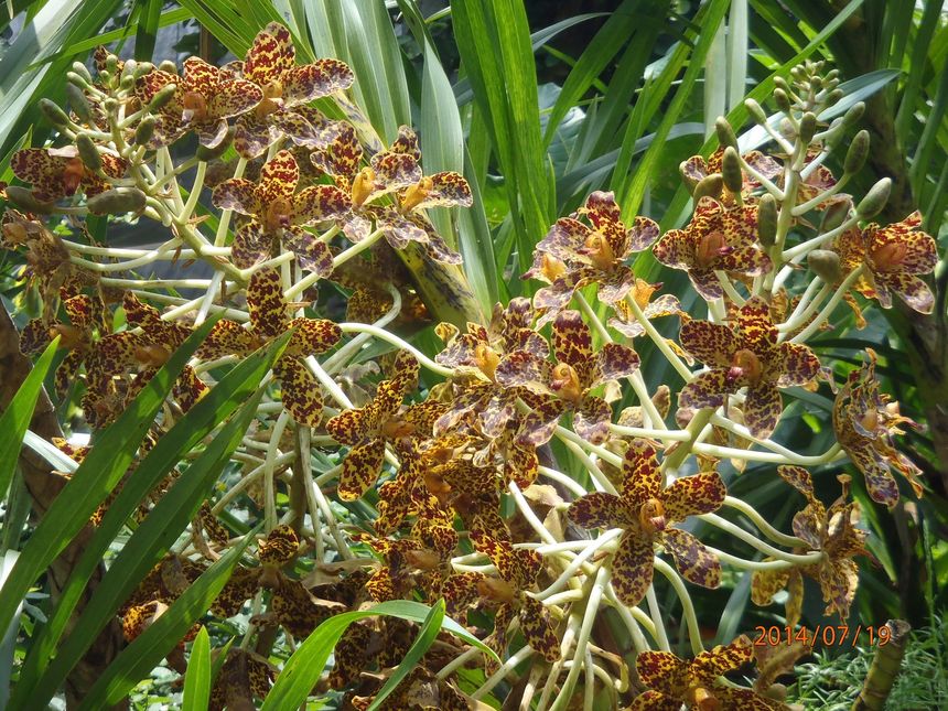 Nigeryjska Orchidea