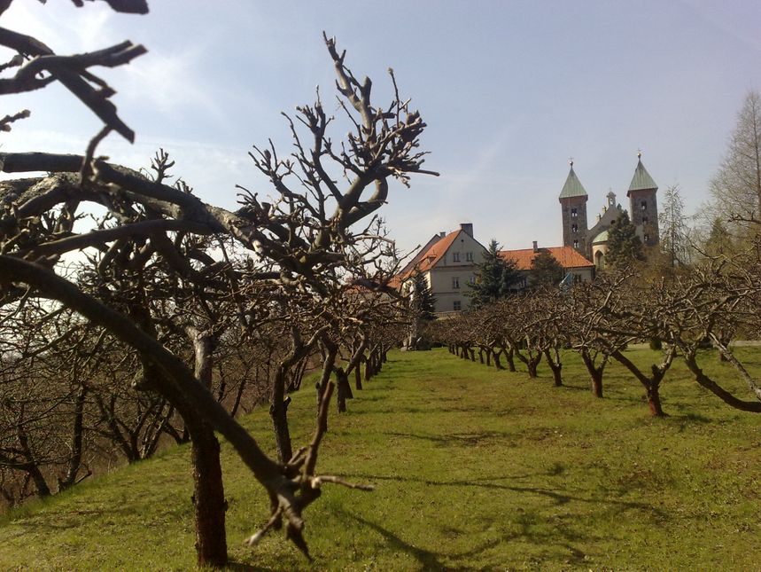 Czerwińsk nad Wisłą - stary sad klasztorny na wiślanej skarpie