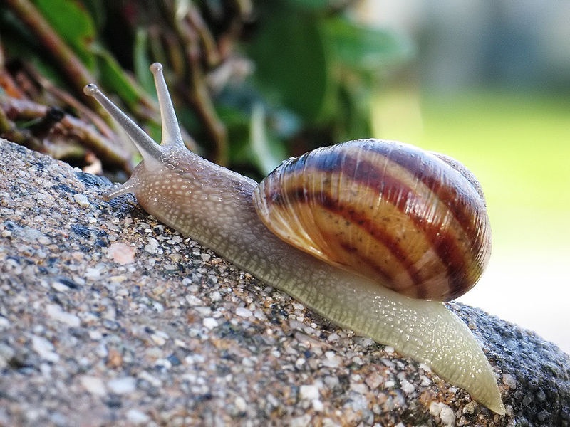 Common snail.jpg, źródło: Wikimedia commons