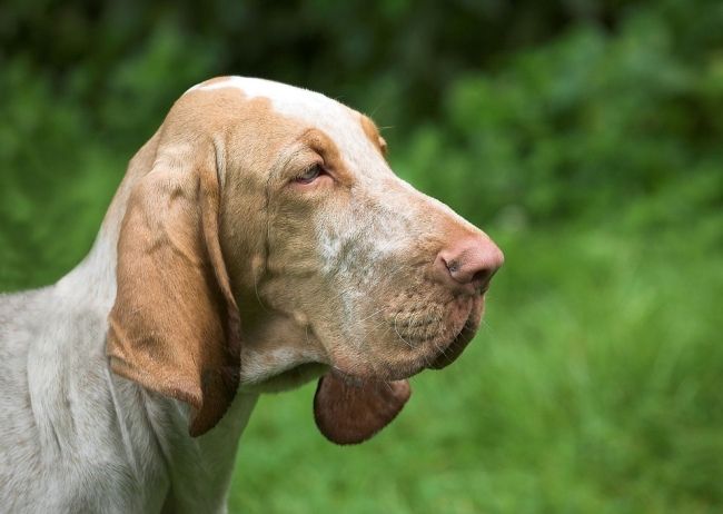 szary bloodhound