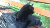 Na ławeczce przed Bursą: kot - informatyk,profil
