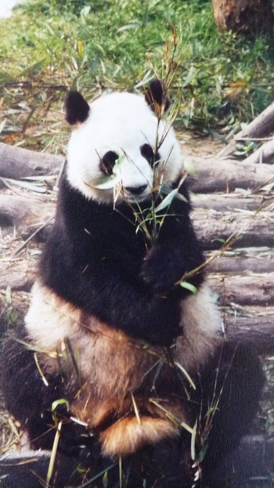 Panda z Wolong