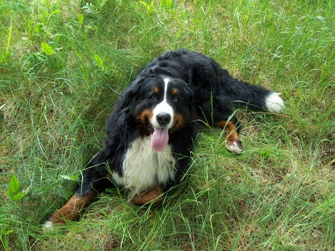 Berneńczyk to pies górski, który radzi sobie o każdej porze roku. Fot. Wikipedia