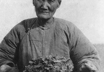 Stara kobieta zbiera chwasty w  czasach Wielkiego Głodu, 1921