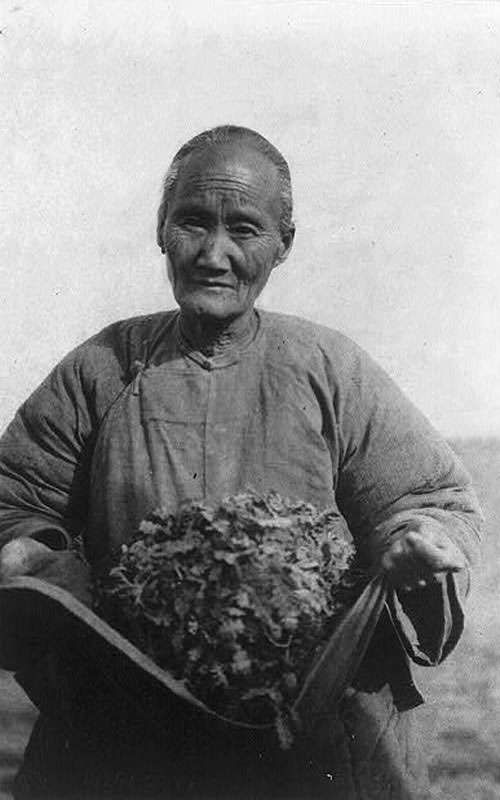 Stara kobieta zbiera chwasty w  czasach Wielkiego Głodu, 1921