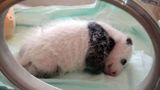 mała panda w inkubatorze