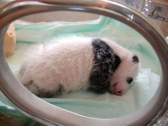 mała panda w inkubatorze