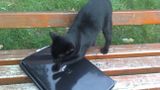Na ławeczce przed Bursą: kot - informatyk