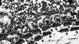 sceny z bitwy pod Gnieznem | fragment ryciny Eryka Dahlberga
