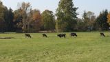 Lasomińskie krowy, lasomińskie łąki - celulozę traw krowy za pomocą fermentujących mikrobów przerobią na mleko i mięso