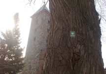 Dwa zabytki -  romańska bazylika i kilkusetletnie drzewo :-)