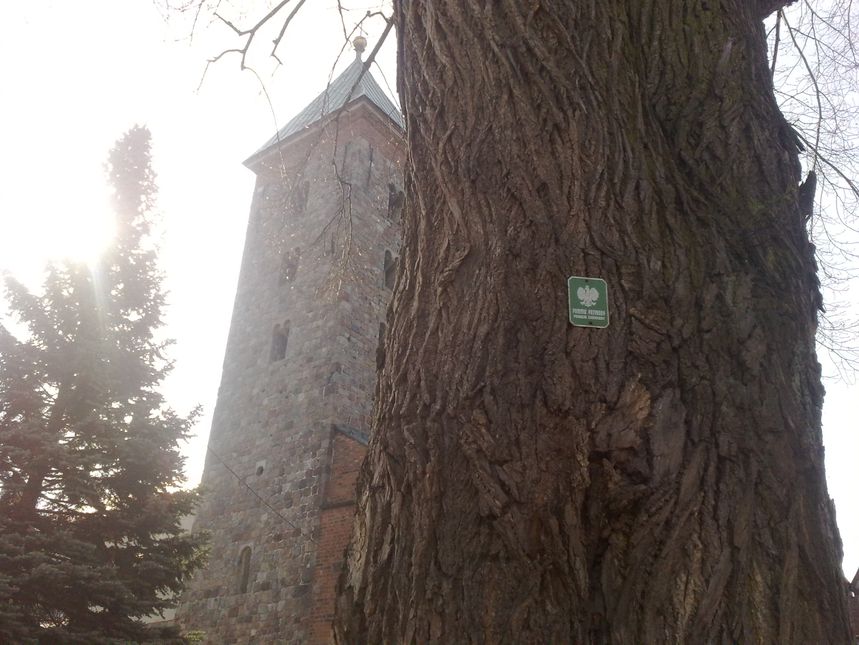Dwa zabytki -  romańska bazylika i kilkusetletnie drzewo :-)