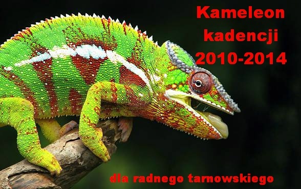 Kameleon m.in. dla radnej SLD Mękal, fot. Ciesielczyk