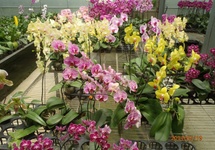 ogród orchidei
