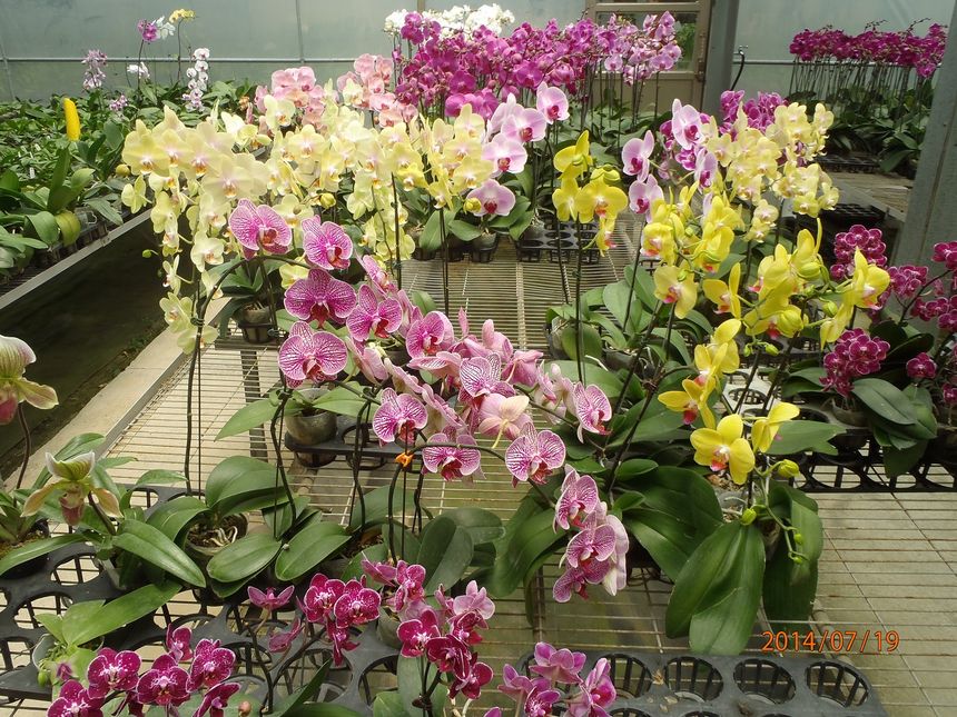 ogród orchidei