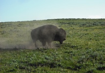 bizon po kąpieli 4. Ziem bez ziemi