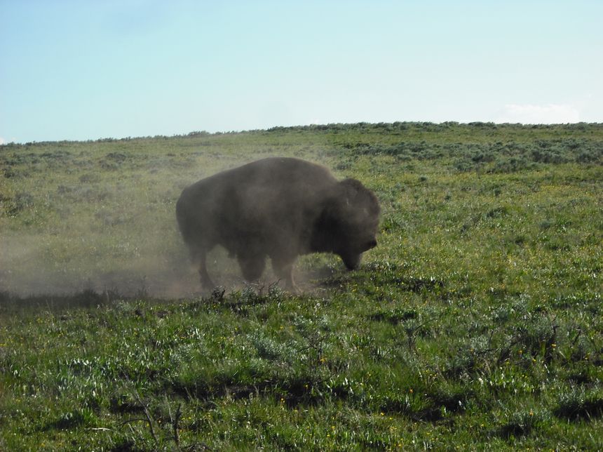 bizon po kąpieli 4. Ziem bez ziemi