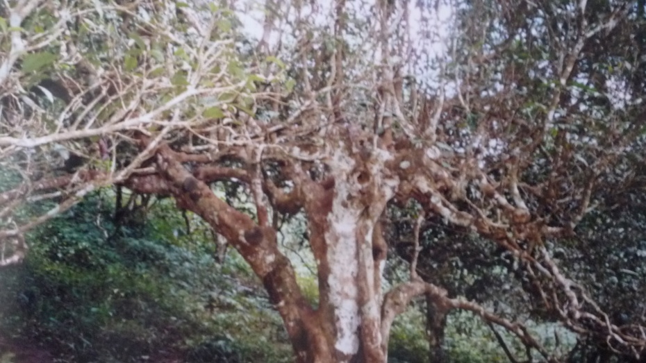 Stare herbaciane drzewo(140 lat)