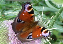 Chciałam być motylem nie jeżem. Ten okaz z Rabki zwrócił moją uwagę na podobieństwo barwy oczka do kwiatu szczeci pospolitej!
