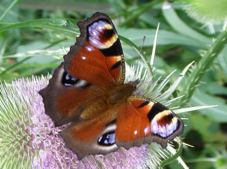 Chciałam być motylem nie jeżem. Ten okaz z Rabki zwrócił moją uwagę na podobieństwo barwy oczka do kwiatu szczeci pospolitej!