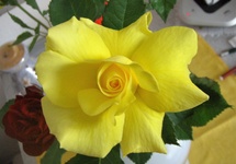 Żółta może być szlachetna róża