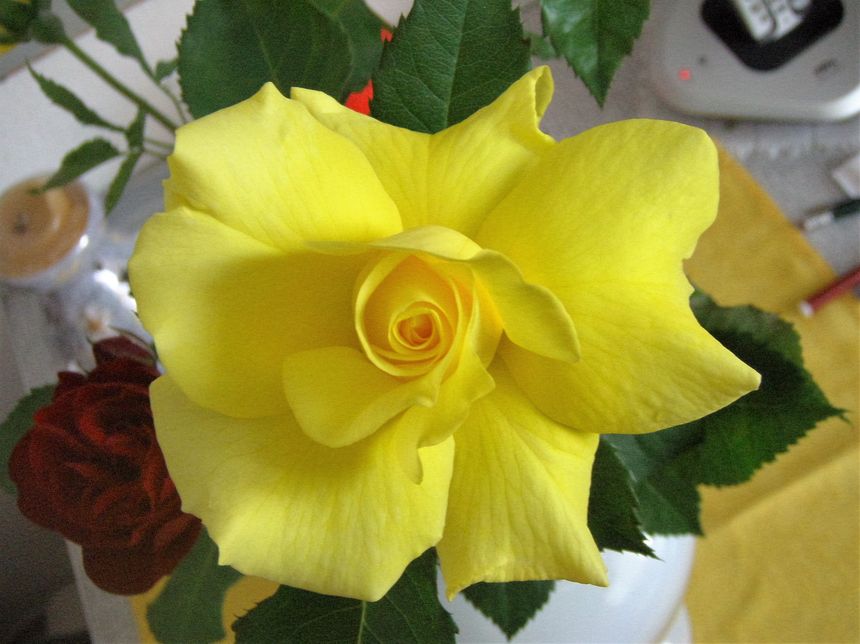 Żółta może być szlachetna róża