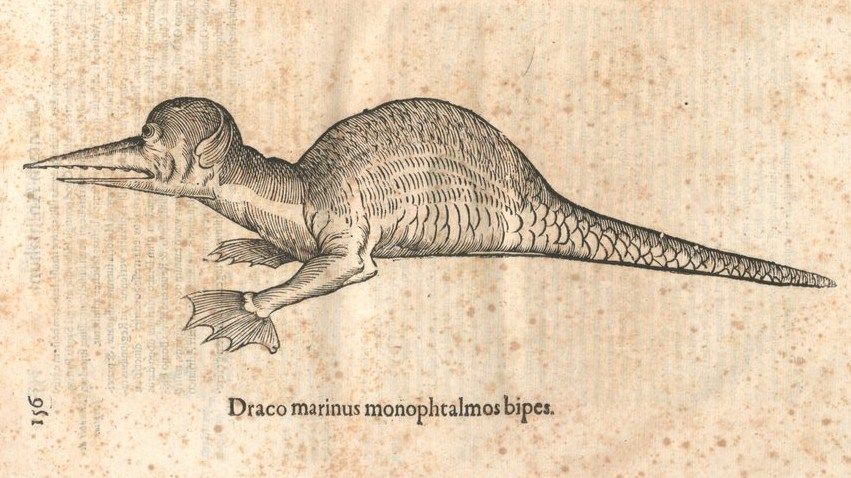 "Draco marinus", ilustracja z dzieła: Ulisses Aldrovandi, Monstrorum historia ....., Bononiae 1642, s.156.