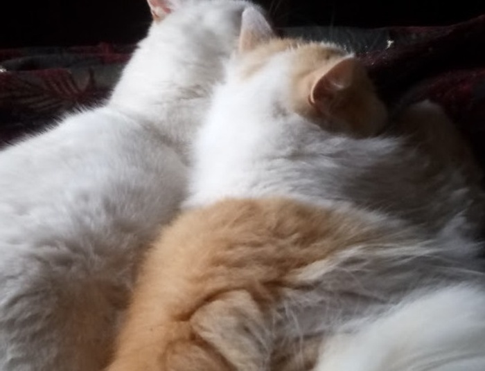 salonowa dama syberyjska, czyli niezobowiązująco o zarządzaniu kapitałem