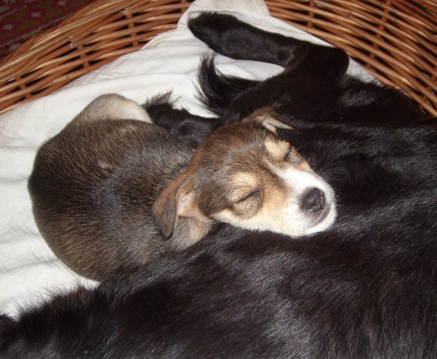 Nasz szczeniak. A. Wojtas